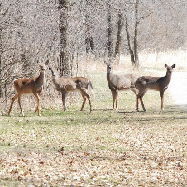 Deer Hunt (2)