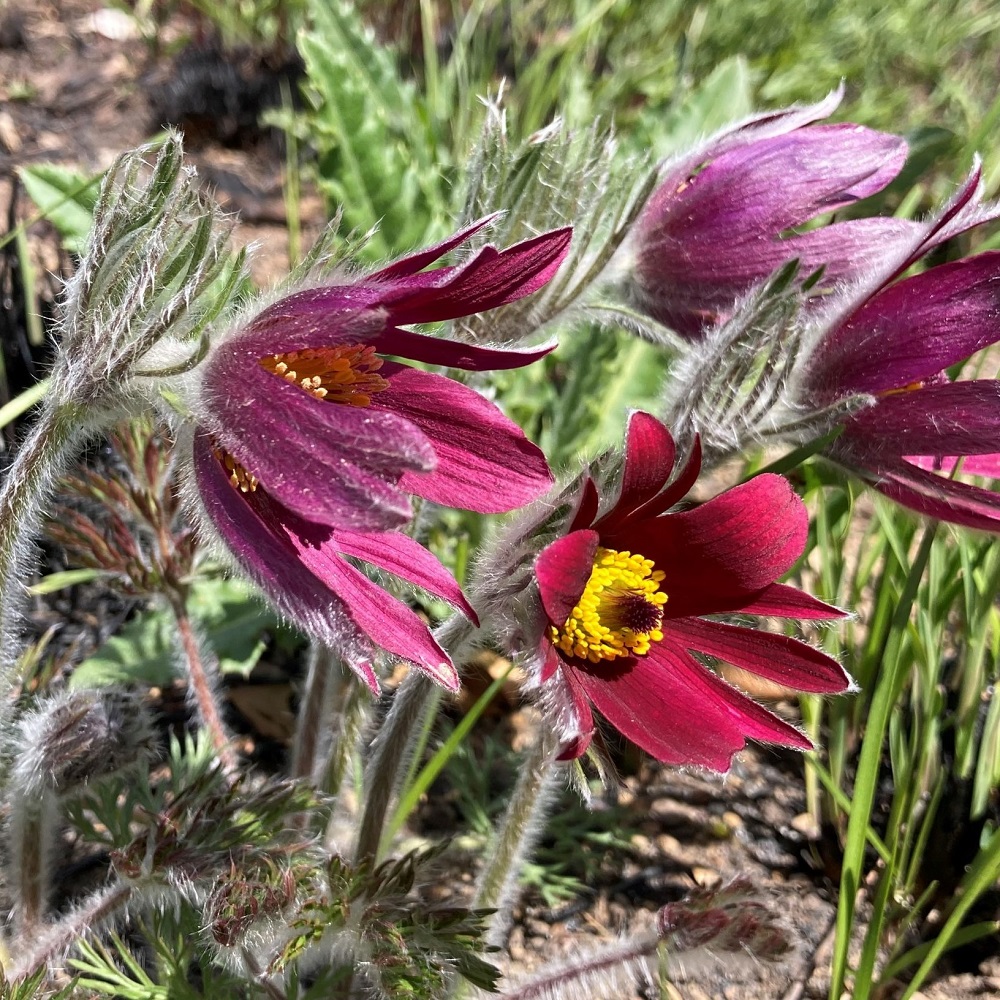 PasqueFlower-scaled (2)