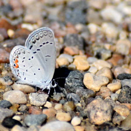 Azure Butterfly