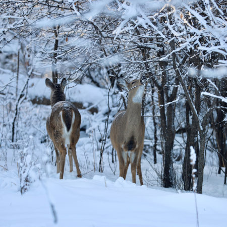 Deer eating after fresh snowfall
